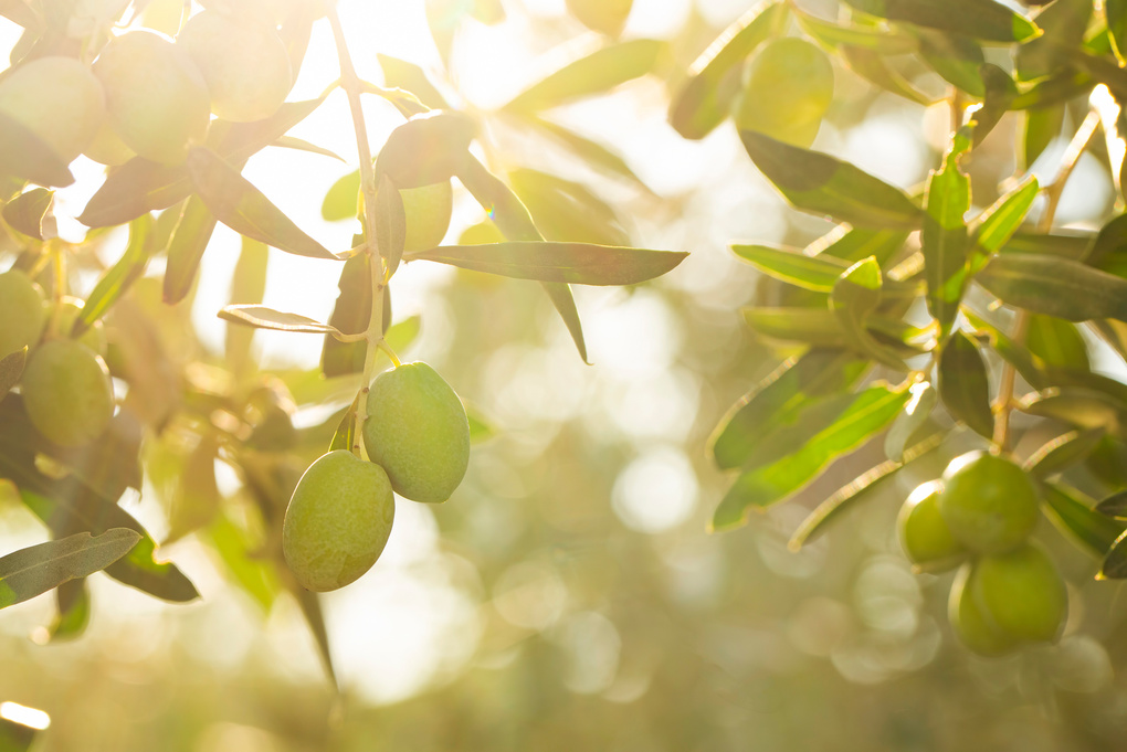 Fresh green olives on the olive tree